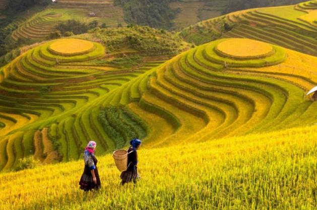 rýžová pole Vietnam