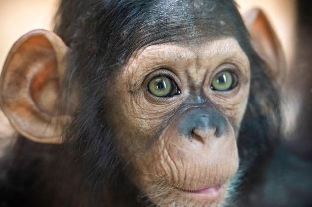 Pohled šimpanze