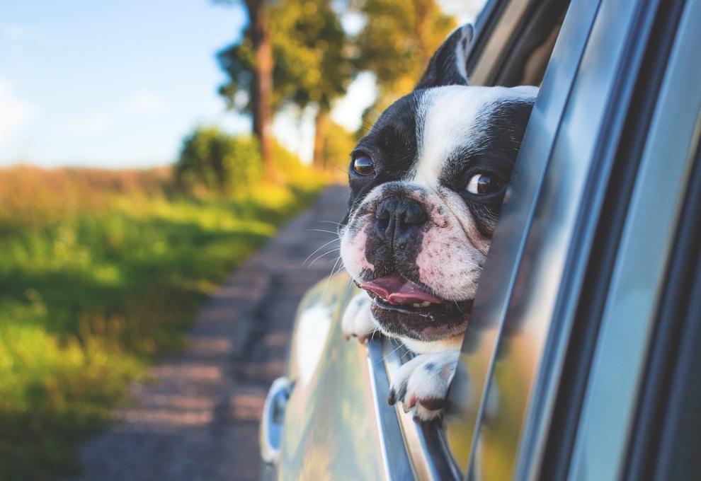Co nezapomenout, když cestujete se psem? PR
