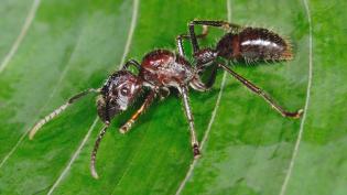 Pohled na mravence z rodu Paraponera clavata