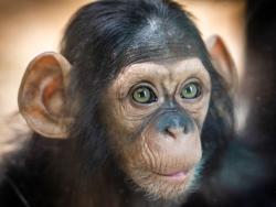 Pohled šimpanze