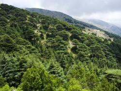 Cedrové lesy v Libanonských horách poblíž Baatara Gorge - Cestovinky.cz