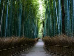 Prázdná cesta v oslnivém bambusovém lese nedaleko města Kjóto. - Cestovinky.cz