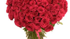 Růžové nebo červené růže? Každá vypráví jiný příběh