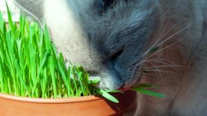 Kočičí tráva je pro chlupáčky důležitá. Poradíme, jak vypěstovat nekonečnou zásobu