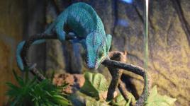 Liška, nebo chameleon? Jaké je tvé duchovní zvíře podle horoskopu?