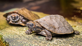 V Zoo Praha se líhnou záhadné želvy. Odkud se vzaly?