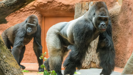 Gorily mají nový domov. Rezervace Dja otevřela své brány veřejnosti