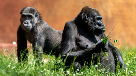 Víkendová pohodička u goril. Užívají si sluníčka a dcera slavné Moji čeká přírůstek