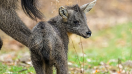 Podívejte se na nové mazlíky: Letní babyboom v Zoo Praha