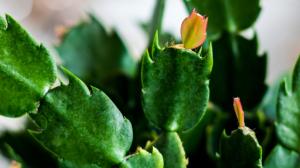 Aby vánoční kaktus vykvetl i za rok: Péče o něj je tak trochu alchymie. Poradíme!