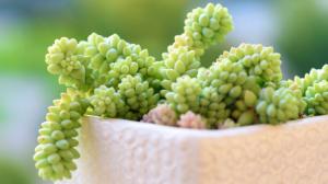 Oslí ocas: Tahle pokojovka je podobně nezdolná jako zvíře, po kterém má jméno