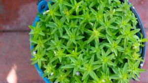 Bahnatka: Znáte tuhle asijskou bylinku? Jídlo vystřelí do nebes, ale její pěstování je věda