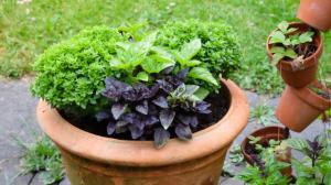 Znáte všechny druhy bazalky? Kromě té pravé existuje i posvátná, řecká nebo africká