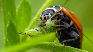 Hmyzí predátoři mšic: Přilákejte na zahradu škvory a berušky. Poradíme jak!