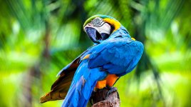 Papoušci v zajetí si oblíbili videohovory: Co to pro ně znamená?