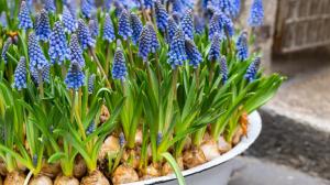 Modřenec: Něžný posel jara vypadá krásně v truhlíku i váze. Jak ho pěstovat?