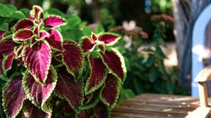 Moud: Méně známý příbuzný rýmovníku zlepšuje spánek a ulevuje při rýmě. Už jen tím, že je!