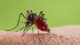 Malý komár, velký problém. Žlutá zimnice je nelítostná, před cestováním vsaď na očkování