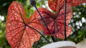 Užovník: Pokojovka, která láká barvou, děsí jedovatostí a na zimu se zatahuje do hlíz