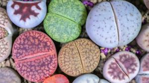 Živé kvetoucí kamínky: Vypěstujte si doma lithopsy, rostlinky, co vypadají jako barevné kamení