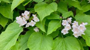 Fazolový strom: Odhání komáry a ochladí zahradní sezení. Ale chce hodně vody