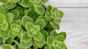 Rýmovník mexický: Pokojovka, co uleví nejen při rýmě, ale i při drobných poraněních