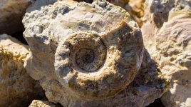 Fosilní ulity odhalily dějiny oceánů. Ztráta druhů může všechno změnit