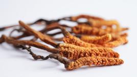 Přírodní síla z Himálaje. Cordyceps posílí imunitu a zlepší výkon