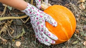 Zralá dýně chutná lépe. Jak ji poznat? Hlavně podle stonku, zvuku i testu se škrábancem