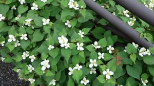 Touleň srdčitá: Když vás neodradí zápach rybiny, rybí máta pomůže při horečkách i s trávením