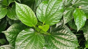 Pepřovník lolot: Koření, populární droga i záchrana při nadměrném pocení v jednom. Seznamte se!