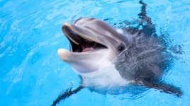 Emulátor Dolphin na Steamu zablokován požadavkem od Nintenda