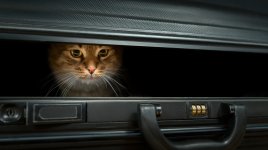 Schrödinger by měl radost. Kus kovu existoval na více místech současně