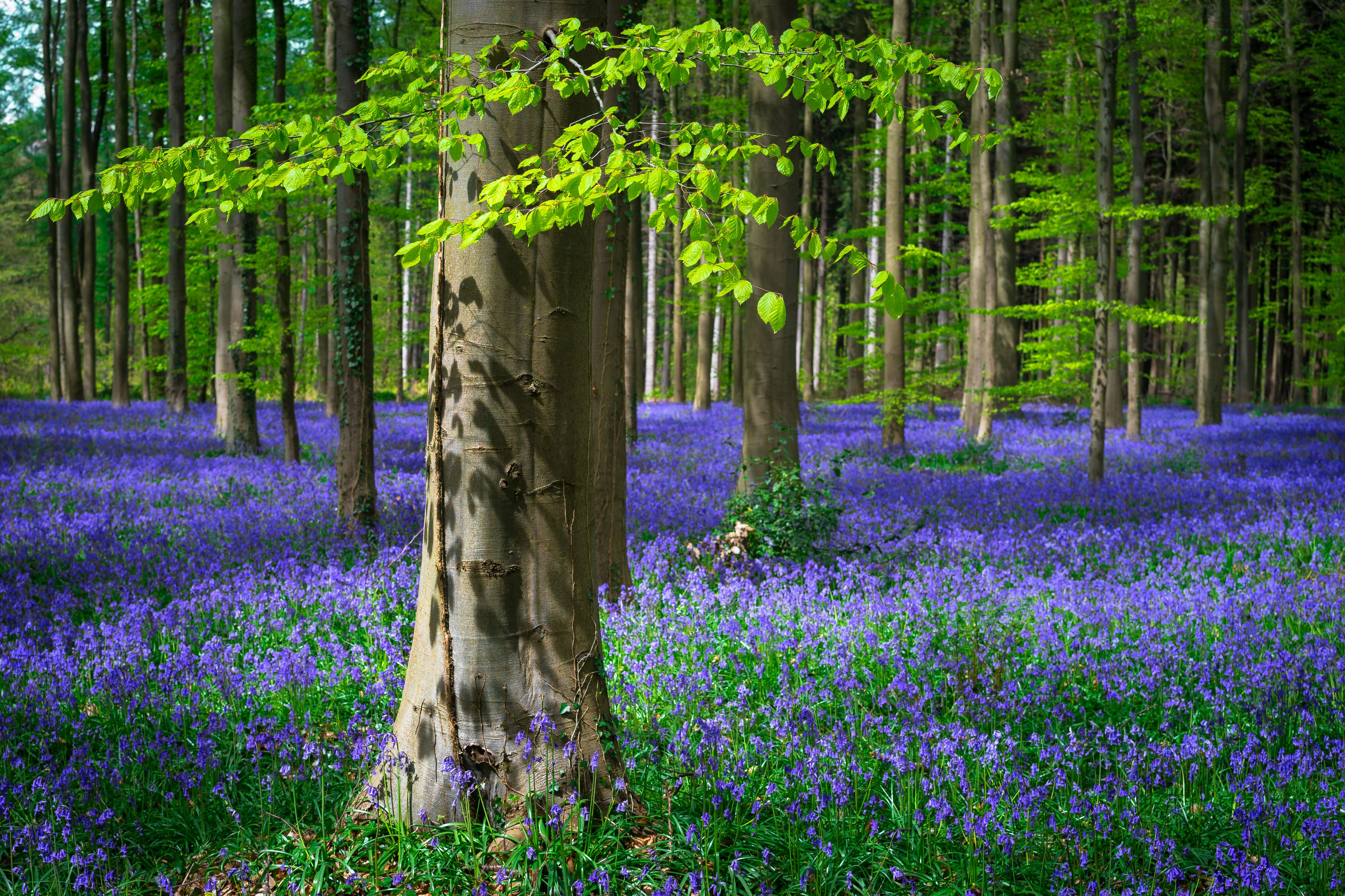 hallerbos_forest.jpg