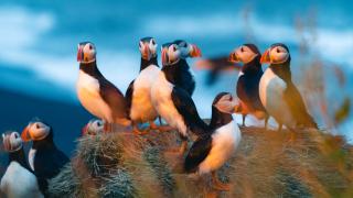 papuchalkové úvodní