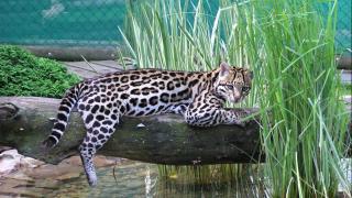Ocelot