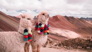 cestopis Peru