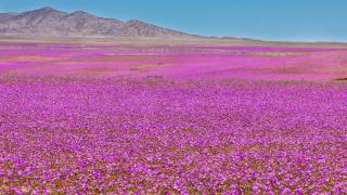 Atacama úvodní