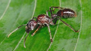 Pohled na mravence z rodu Paraponera clavata