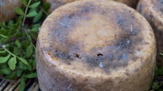 Casu Marzu