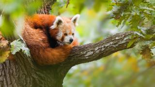 Panda červená stočená do klubíčka na stromě.