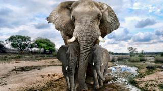 slon africký úvodní