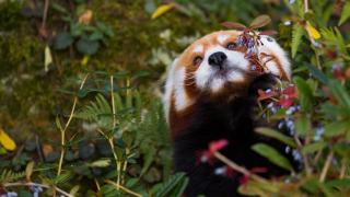 Panda červená v pražské zoo