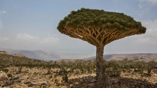 Dracaena draco - Cestovinky.cz