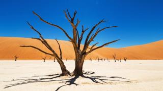 Deadvlei v Namibijské poušti - Cestovinky.cz