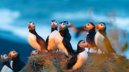 papuchalkové úvodní