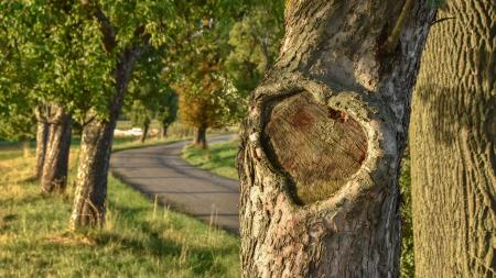 Romantika i symbol života
