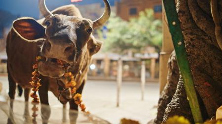 V Indii pijí kravskou moč smíchanou s hnojem a věří, že se tak zbaví všeho zlého