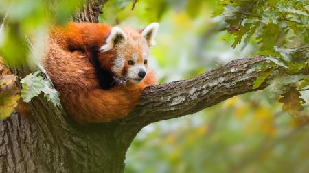 Panda červená stočená do klubíčka na stromě.